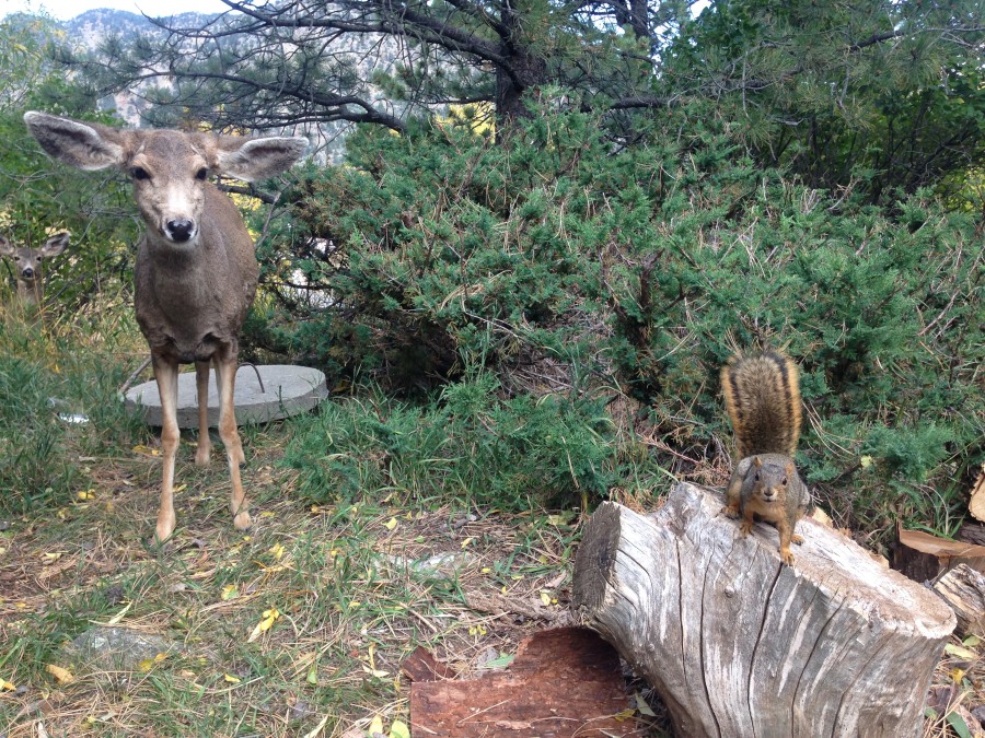 deer and squirrel