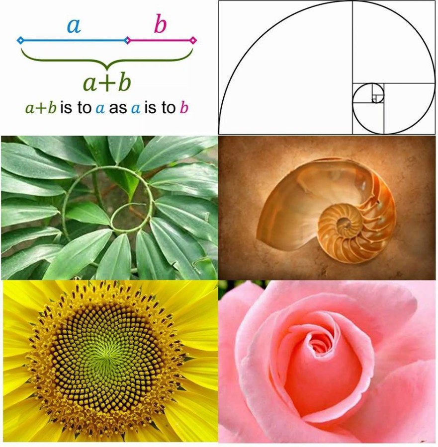 phi fibonacci