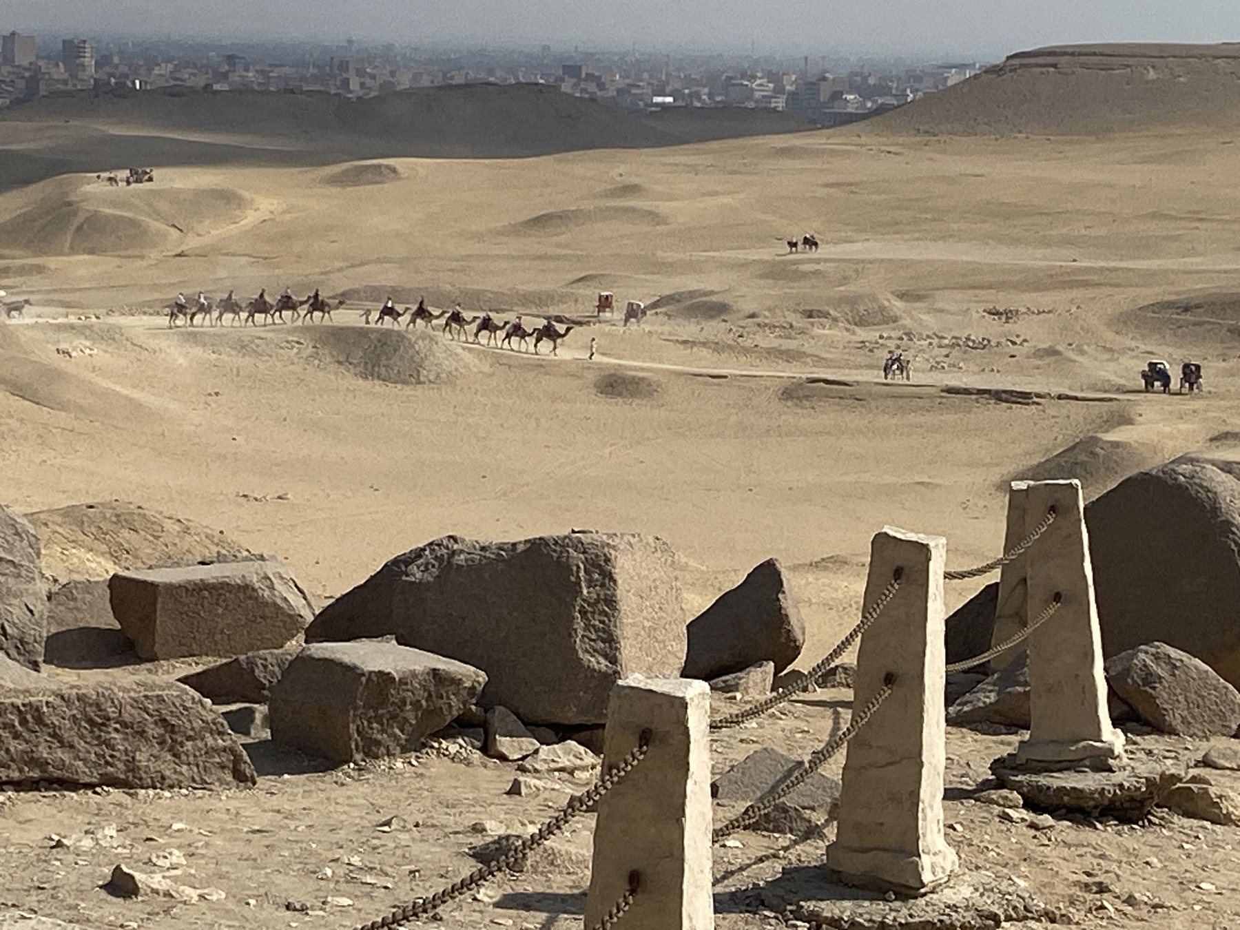 Camel on the gizaplateau