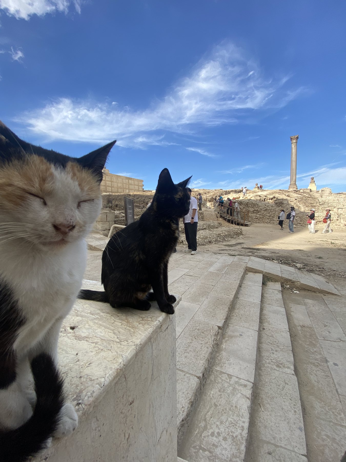 Pompei pillar cats
