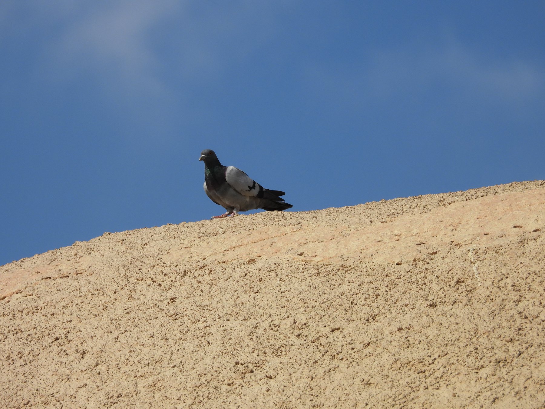 DSCN1556