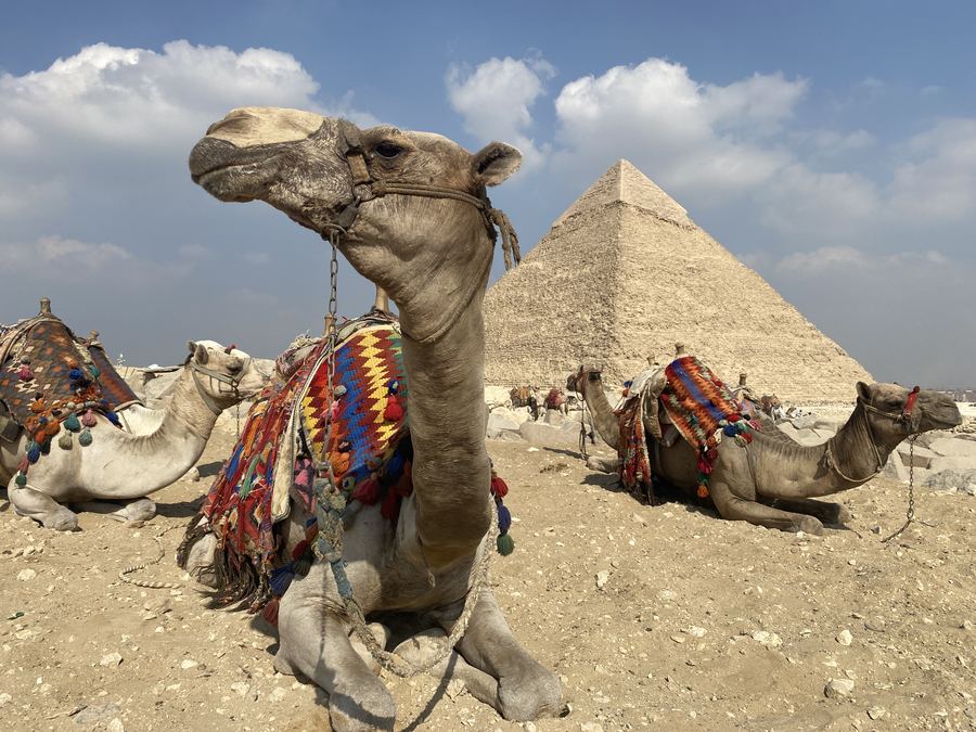 Great pyramid camel