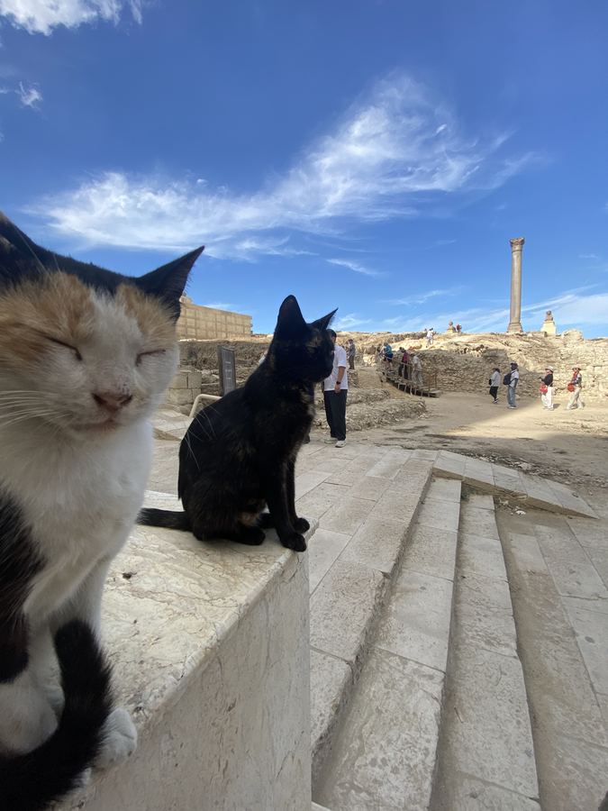 Pompei pillar cats