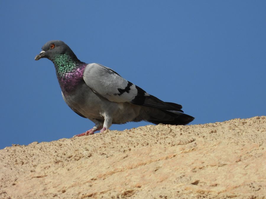 DSCN1558