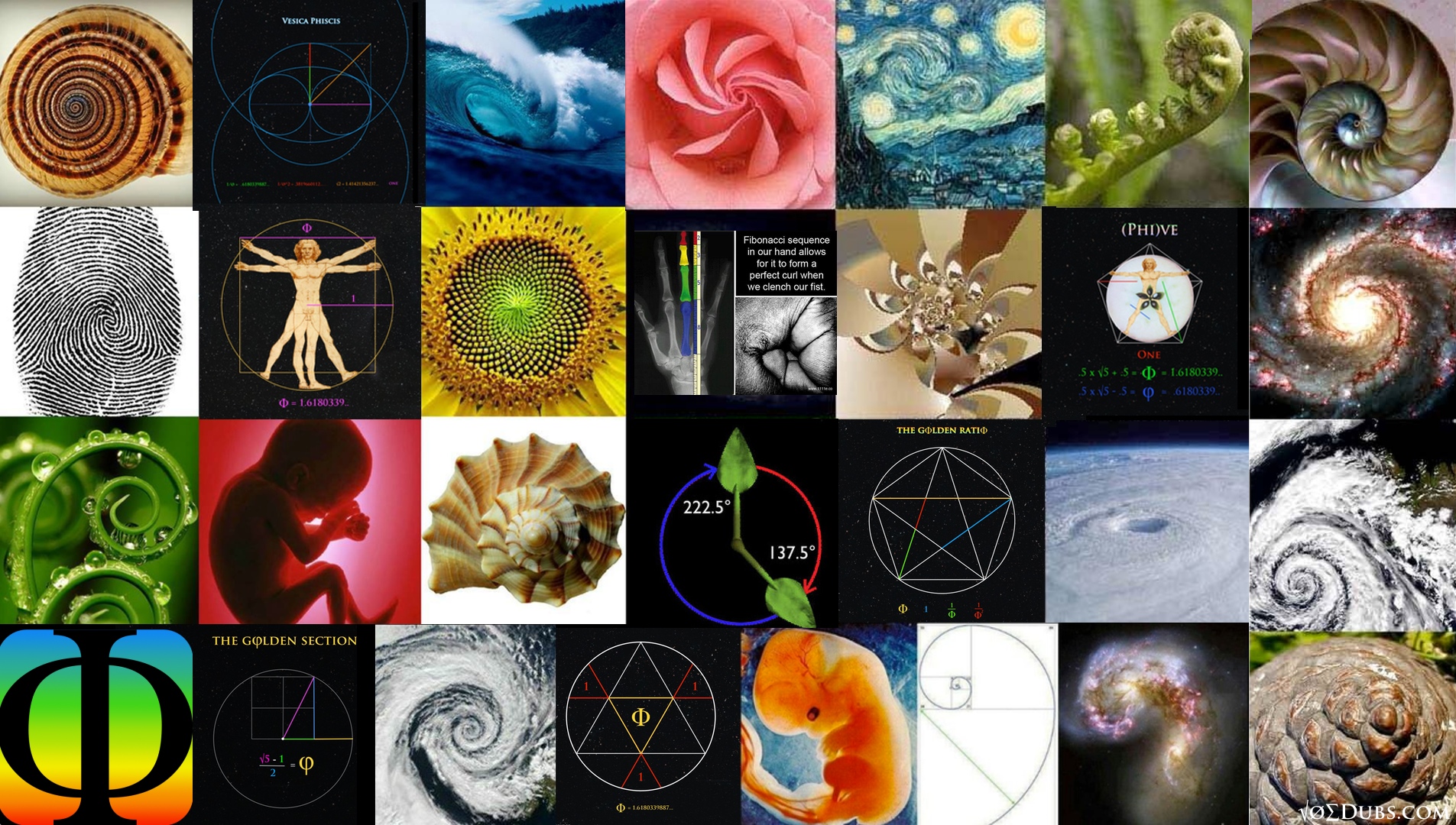 fibonacci sequence nature