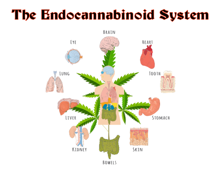 The Endocannabinoid System hemp cbd oil colorado