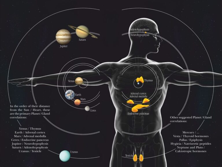 Harmonic Principles in Endocrinology Fabio Borziani solar endocrine planets glands